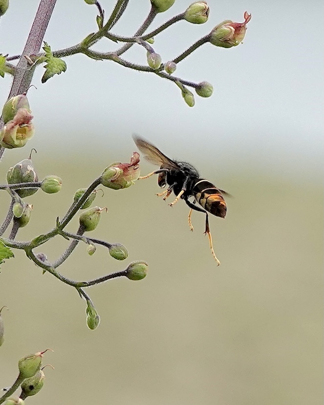 Asian hornet